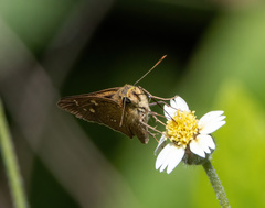 Polytremis lubricans