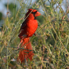 Cardinalis cardinalis image