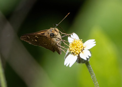 Polytremis lubricans