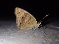 Junonia zonalis