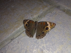 Junonia zonalis