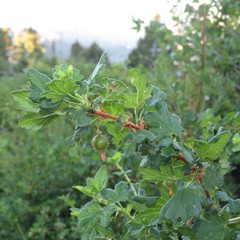Ribes pinetorum