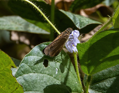 Polytremis lubricans