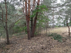 Coincya monensis cheiranthos