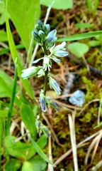 Polygala alpestris
