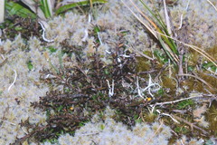 Coprosma pseudocuneata