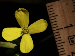 Coincya monensis cheiranthos