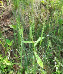 Poa stiriaca