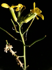 Coincya monensis cheiranthos