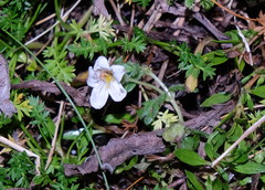 Euphrasia cheesemanii