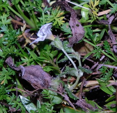 Euphrasia cheesemanii