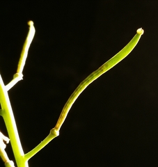 Coincya monensis cheiranthos