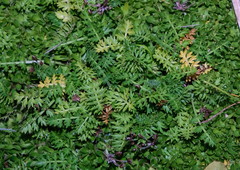 Chaerophyllum colensoi