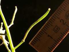 Coincya monensis cheiranthos