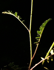 Coincya monensis cheiranthos