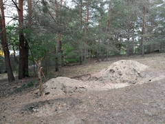 Coincya monensis cheiranthos