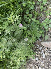 Lysimachia pentapetala