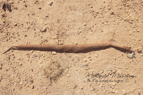 Moorish Viper