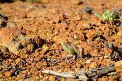 Adromischus marianiae