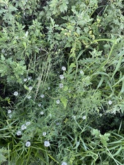 Lysimachia pentapetala