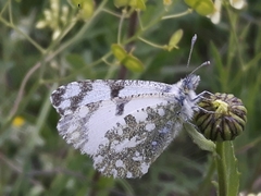 Euchloe simplonia