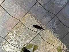 Dicranocephalus agilis