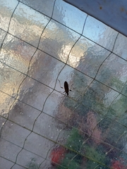 Dicranocephalus agilis