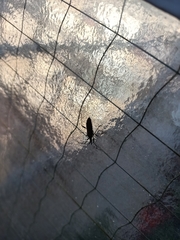 Dicranocephalus agilis