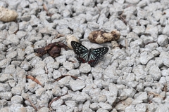 Hestina assimilis formosana