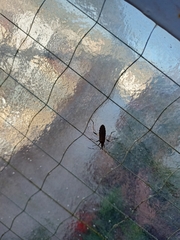 Dicranocephalus agilis