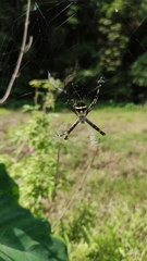Argiope boesenbergi