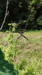 Argiope boesenbergi