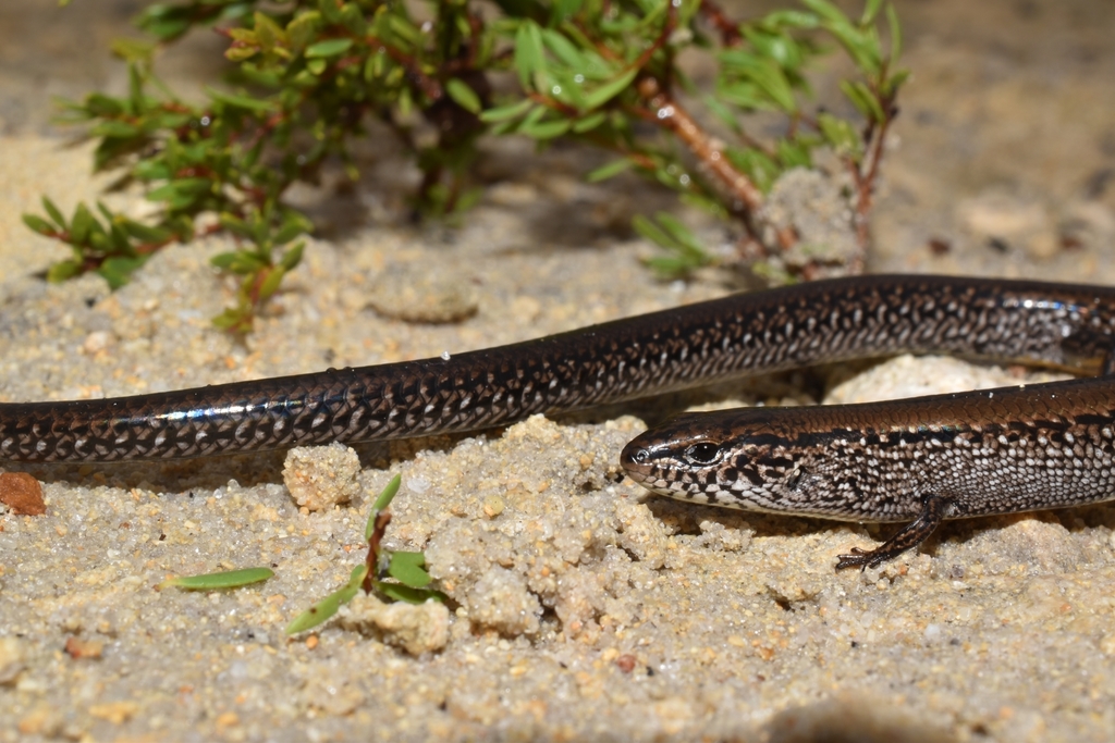 South-Western Mulch-Skink