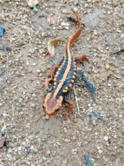 Tylototriton shanjing