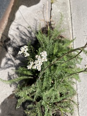 Achillea millefolium