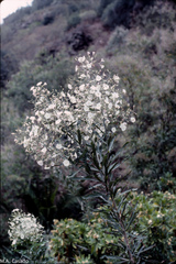 Convolvulus floridus
