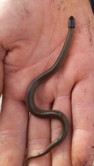 Elapognathus coronatus