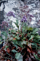 Limonium preauxii