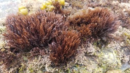 Gelidium coulteri observed 2022-06-05