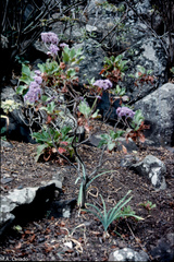 Limonium arboreum