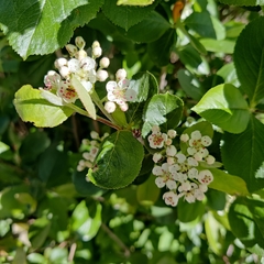 Aronia mitschurinii