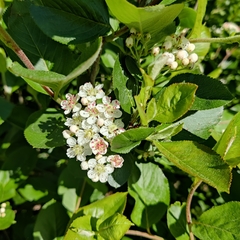 Aronia mitschurinii