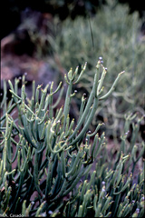 Euphorbia aphylla