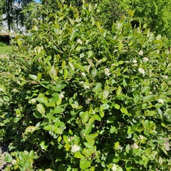 Aronia mitschurinii
