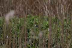 Acrocephalus dumetorum