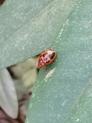 Plagiodera semivittata