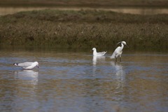 Egretta garzetta nigripes