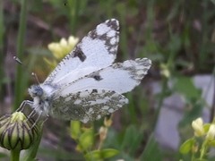 Euchloe simplonia