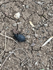Coleoptera