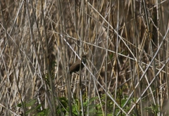 Acrocephalus dumetorum